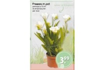 freesia in pot