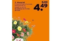 margriet