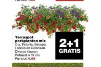 terraspot perkplanten mix