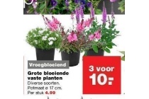 grote bloeiende vaste planten