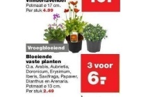 bloeiende vaste planten