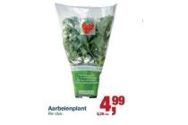 aardbeienplant