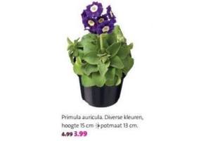 primula auricula