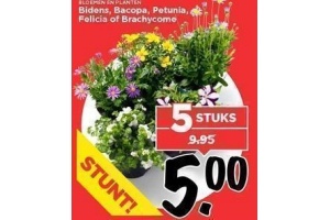 bacopa