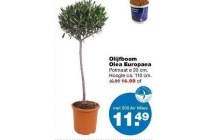 olijfboom olea europaea