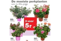 perkplanten