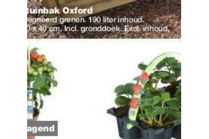 aardbeienplantjes