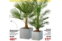 phoenix canariensis