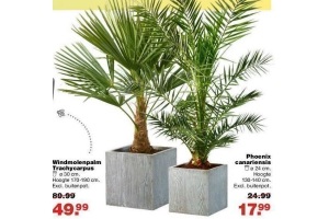 phoenix canariensis