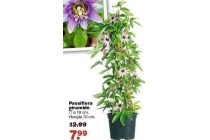 passiflora piramide