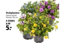 perkplanten