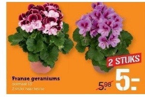 franse geraniums