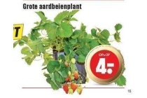 grote aardbeienplant