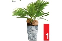 livistona in boeddha pot