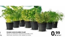 groene verse kruiden in pot