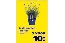 vaste planten