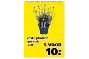 vaste planten