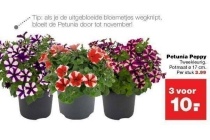 petunia peppy nu 3 stuks voor eur10