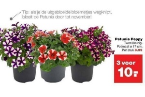 petunia peppy nu 3 stuks voor eur10