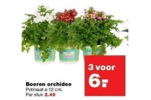 boeren orchidee nu 3 stuks voor eur6