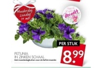 petunia in zinken schaal