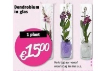 dendrobium in glas