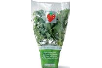 aardbeienplant