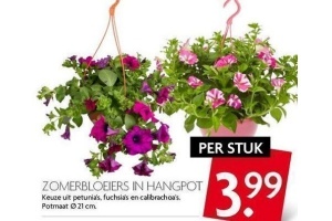 zomerbloeiers in hangpot