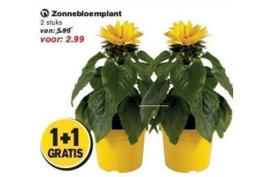 zonnenbloemplant