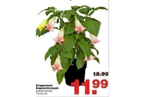 brugmansia engelentrompet