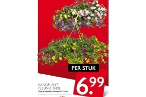 hangplant petunia trixi