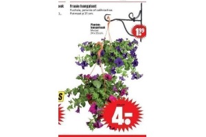 fraaie hangplant