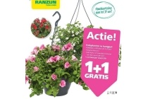 perplanten in hangpot