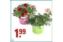 blooming joy drie in een potmaat