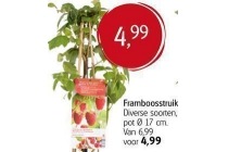 framboosstruik