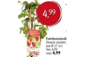 framboosstruik