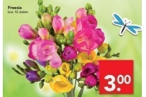 freesia