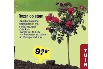 rozen op stam