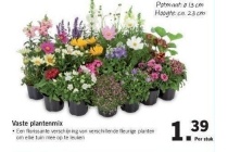 vaste plantenmix
