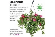 zomerbloeier in hangpot