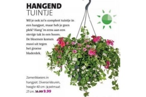 zomerbloeier in hangpot