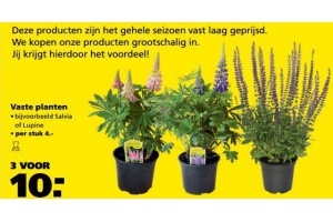 vaste planten