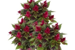 celosia carmina