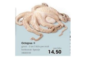 octopus