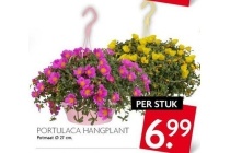 portulaca hangplant