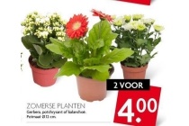 zomerse planten