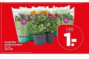 plus mini potchrysanten