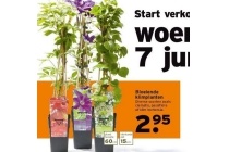 bloeiende klimplanten