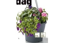 hanging basket