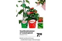 snackkomkommer of tomatenplant